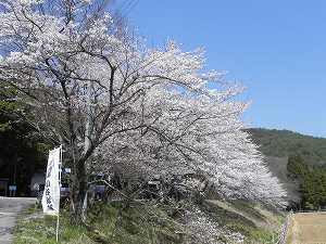20110413odani (14).jpg